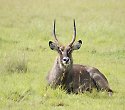 Baobab mit Salt Lick & Sentrim Tsavo Jeep Safari Baobab mit Salt Lick & Sentrim Tsavo Jeep Safari