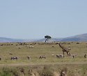 2-wöchige individuelle Safari-Reise mit Traumhotel - Kenia Reisen Südküste 2-wöchige individuelle Safari-Reise mit Traumhotel - Kenia Reisen Südküste
