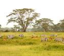 Baden & Safari bis Shaba & Buffalo Springs - Kenia Reisen Safaris