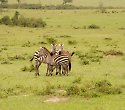 2-wöchige Badereise inkl. Jeep Safari in Kenia - ****Papillon Lagoon Reef 2-wöchige Badereise inkl. Jeep Safari in Kenia - ****Papillon Lagoon Reef