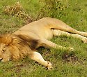 Traumhafter Chale Island Urlaub mit Flugsafari - Diani Beach Traumhafter Chale Island Urlaub mit Flugsafari - Diani Beach