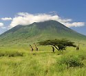 Badeurlaub mit Kenia Safari Masai Mara Pur - 4 Tage/3 Nächte Safari Masai Mara Pur Badeurlaub mit Kenia Safari Masai Mara Pur - 4 Tage/3 Nächte Safari Masai Mara Pur
