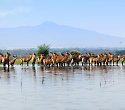 Badeurlaub inkl. Safari Rundreise in Kenia - 7 Tage/6 Nächte Out of Africa Safari