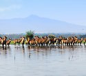 2 Wochen Kenia Urlaub im Cottage mit Kompaktsafari - Südküste Safaris 2 Wochen Kenia Urlaub im Cottage mit Kompaktsafari - Südküste Safaris