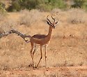 Urlaub im Kenia Hotel am Bamburi Beach & Safari Urlaub im Kenia Hotel am Bamburi Beach & Safari