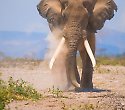 Sands at Nomad mit Tsavo Amboseli Compact Safari - 4 Tage/3 Nächte Tsavo Amboseli Compact Safari Sands at Nomad mit Tsavo Amboseli Compact Safari - 4 Tage/3 Nächte Tsavo Amboseli Compact Safari