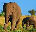 2 Wochen Kenia im Cottage und Tsavo Ost Safari - ****Diani Cottages 2 Wochen Kenia im Cottage und Tsavo Ost Safari - ****Diani Cottages