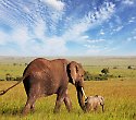 2 Wochen Kenia mit Flugsafari Mara Rianta Camp - 3 Tage/2 Nächte Masai Mara Rianta Luxus Camp Safari