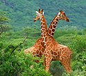 Kenia mit Safari durch Shaba, Lake Nakuru und Masai Mara - Diani Beach Safaris
