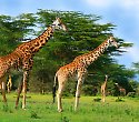 Tsavo Kenia Safari und Baden im Baobab Beach - ****+Baobab Beach Resort Tsavo Kenia Safari und Baden im Baobab Beach - ****+Baobab Beach Resort