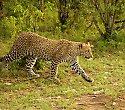 Kenia genießen: Pool und Wellness mit Safari Kenia genießen: Pool und Wellness mit Safari