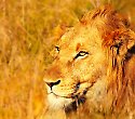 Im 4-Sterne-Hotel Kenia-Urlaub + Safari genießen - 7 Tage/6 Nächte Out of Africa Safari