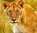 2 Wochen Kenia mit Mara Rianta Camp Safari - 3 Tage/2 Nächte Masai Mara Rianta Luxus Camp Safari