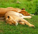 2-wöchiger Badeurlaub inkl. 3 Tage Flugsafari - 3 Tage/2 Nächte Masai Mara Rianta Luxus Camp Safari