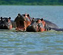 Badeurlaub mit Kenia Safari Masai Mara Pur Badeurlaub mit Kenia Safari Masai Mara Pur