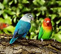 2 Wochen Ferienhaus am Diani Beach mit Flugsafari - Kenia Reisen 2 Wochen Ferienhaus am Diani Beach mit Flugsafari - Kenia Reisen