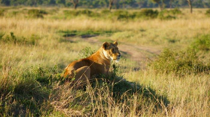 8 Tage/7 Nächte Big Five Safari