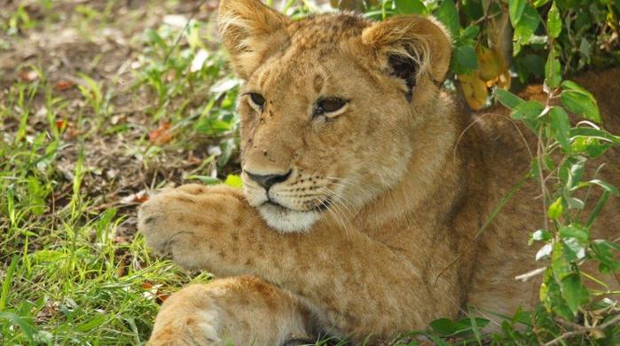 8 Tage/7 Nächte Big Five Safari