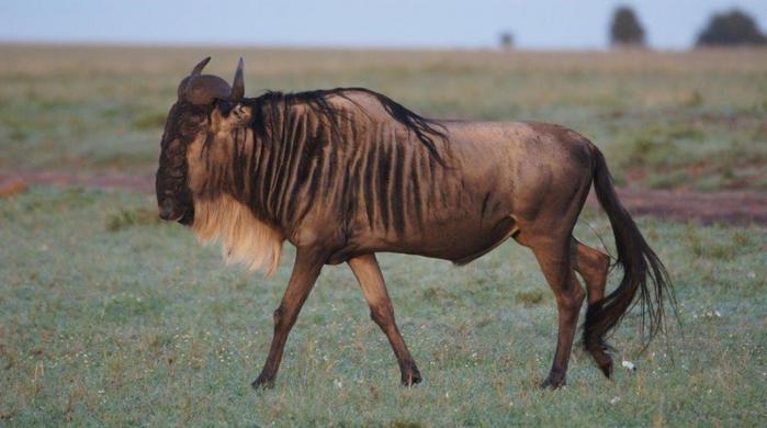 3 Tage/2 Nächte Masai Mara Bushtops Deluxe Safari