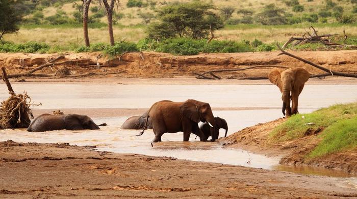 8 Tage/7 Nächte Big Five Safari