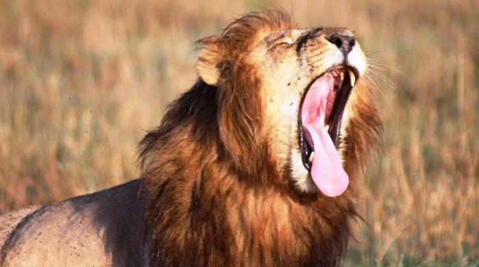 6 Tage/5 Nächte Abenteuer Kenia Safari