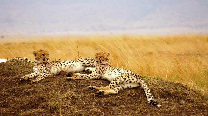 5-Tage/4-Nächte Masai Mara Allround Safari