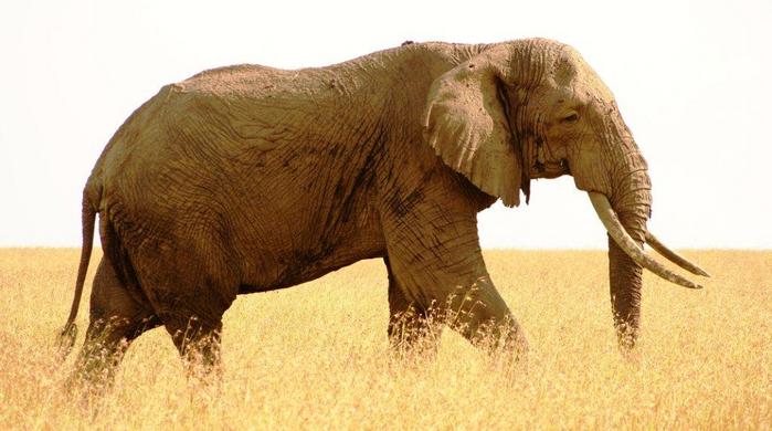 3 Tage/2 Nächte Masai Mara Bushtops Deluxe Safari