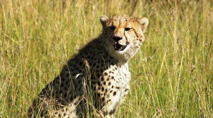 3 Tage/2 Nächte Masai Mara Serena Safari