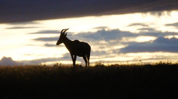 4 Tage/3 Nächte Safari Masai Mara Pur