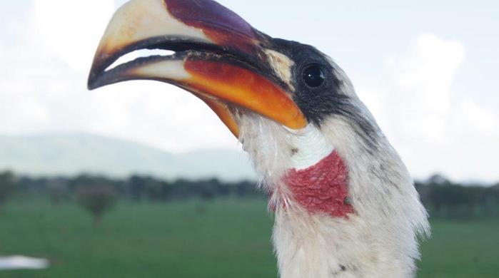 3 Tage/2 Nächte Salt Lick und Sentrim Tsavo Ost Jeep Safari