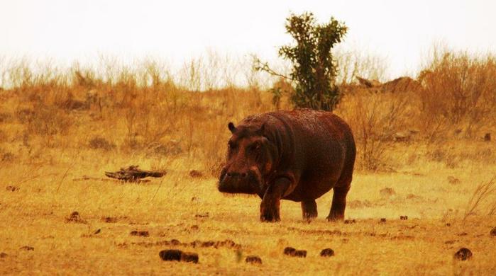6 Tage/5 Nächte Abenteuer Kenia Safari