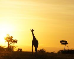 Kenia-Erlebnis-Reisepaket mit Flugsafari und Baden