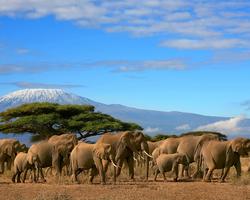 Super Kenia Hotel mit Safari durch 3 Nationalparks