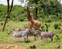 2-wöchige luxuriöse Kenia Reise mit Safari