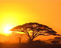 Tolles Hotel in Shanzu mit Masai Mara Pur Safari