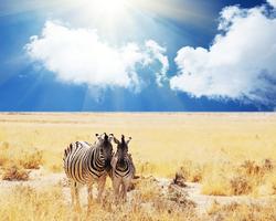 Kenia-Urlaub in den Diani Cottages mit Safari