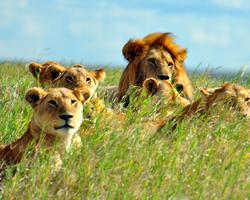 Ferien an Kenias Südküste mit Flugsafari - 4 Tage/3 Nächte Safari Masai Mara Pur