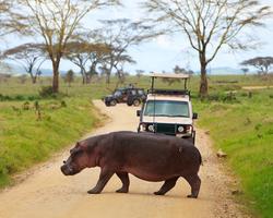 Baden im Travellers Club Kenia inkl. Flugsafari
