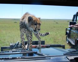 Baden im Travellers Club Kenia inkl. Flugsafari