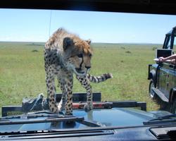 Beliebte Kenia Safari und Badeurlaub am Galu Beach