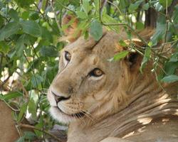 2 Wochen Kenia inkl. Ashnil Aruba Lodge Safari - ****Pinewood Beach Resort & Spa