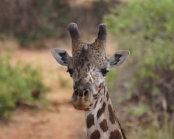 2 Wochen Kenia im Cottage und Tsavo Ost Safari