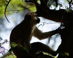 Exklusives Hotel mit Safari in Kenia - Südküste Safaris