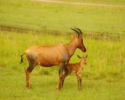 ****Bahari Beach mit Kenia-Safari Wildes Afrika - Kenia Reisen Nordküste Safaris