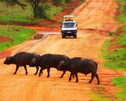 2 Wochen Keniaurlaub mit Ashnil Aruba Safari - Südküste Safaris