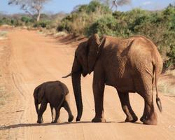 ****Bahari Beach mit Kenia-Safari Wildes Afrika