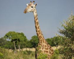 Diani Beach mit Salt Lick und Tsavo Ost Safari - ****Southern Palms Beach Resort