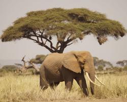 Nomad Beach Resort mit Tsavo Amboseli Compact Safari - Diani Beach Safaris