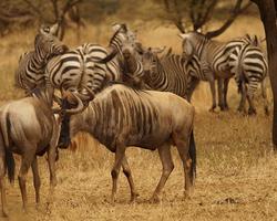 Kenia Urlaub im Ferienhaus in Diani mit Safari