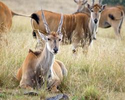 Badeurlaub mit Masai Mara Rianta Camp Safari